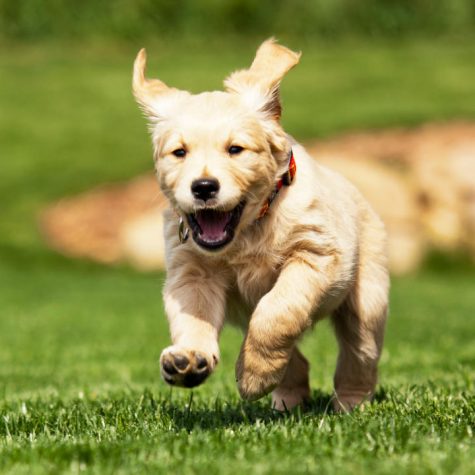 A DOG’S PURPOSE