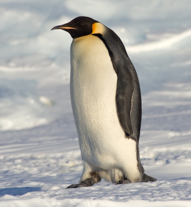 PENGUIN POOP SPOTTED FROM OUTER SPACE
