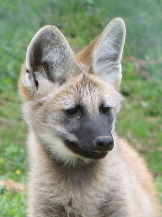 maned_wolf_pup_image_001