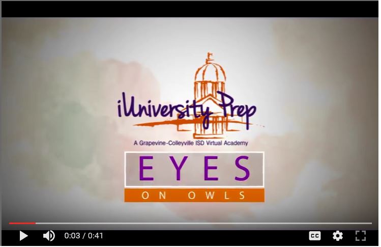 eyes-on-owls