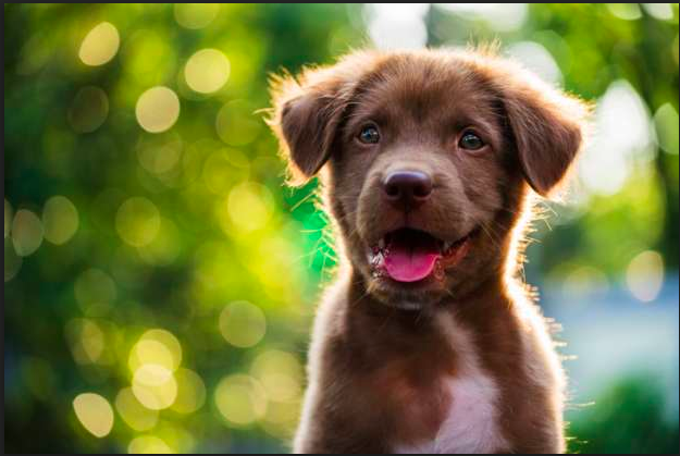 NINE OF THE MANY REASONS YOU SHOULD ALREADY HAVE A DOG