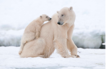 INTERNATIONAL POLAR BEAR DAY