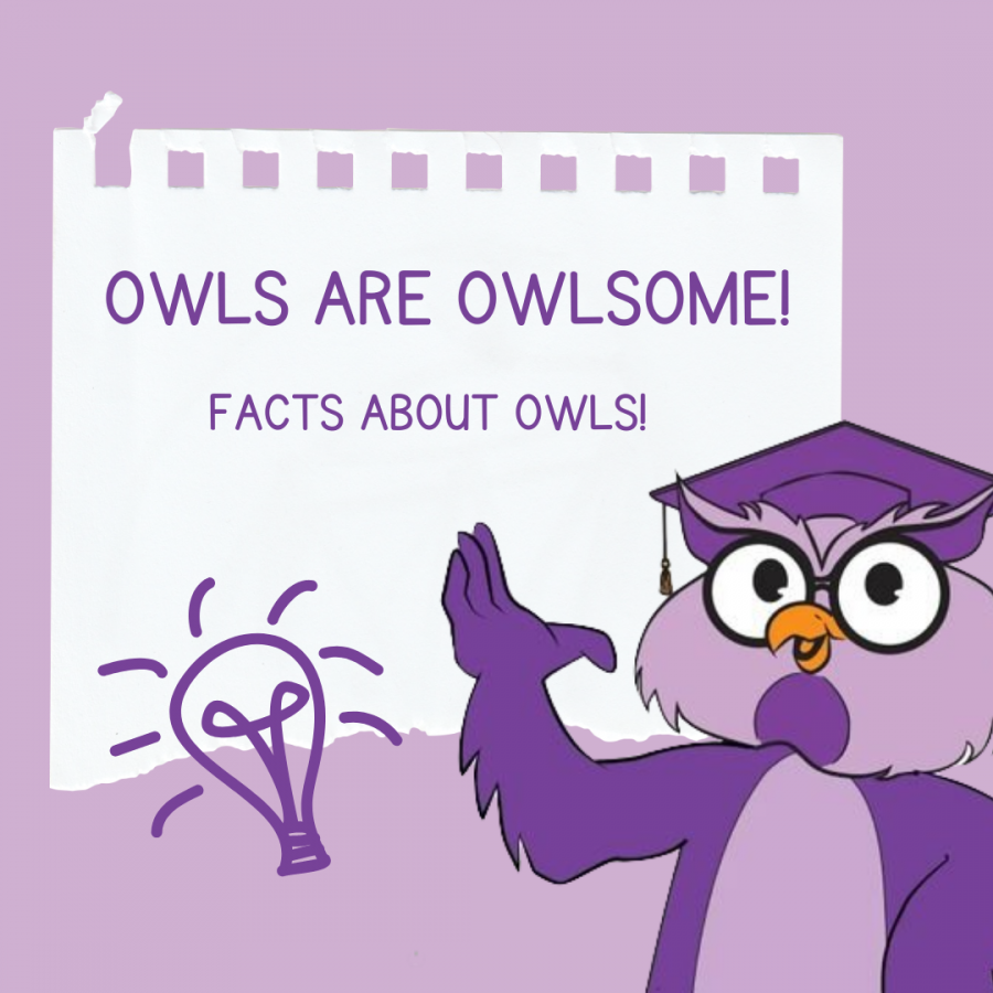 OWLS ARE OWLSOME!