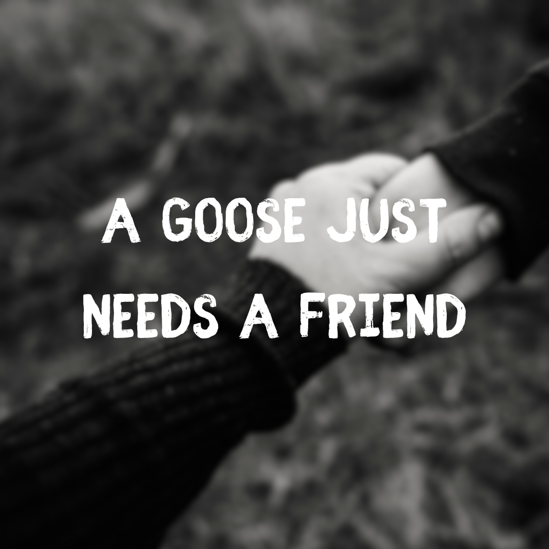 A Goose Just Needs a Friend